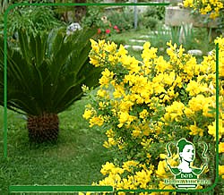 Donna Vincenza - foto 6