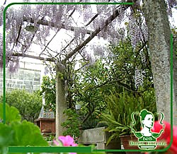 Donna Vincenza - foto 8